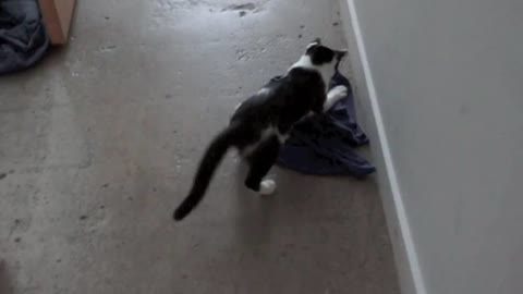 Cat Steals Shirt