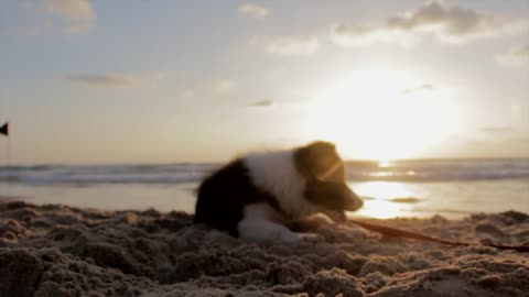 Dog playing on the beach on a sunny day