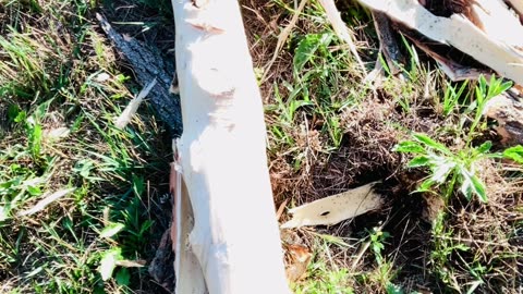 Stripping Black Locust bark method