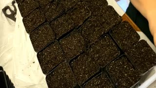 Starting Seeds in 2021 | Kale, Flowers, Peppers | Gardening