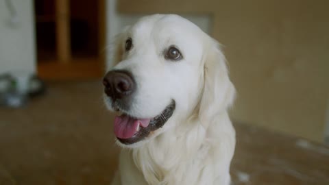 Beautiful single golden retriever, very cooperative when shooting it