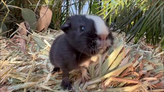Baby Guinea Pig