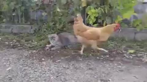 Rooster eat a mouse while the cat is witching