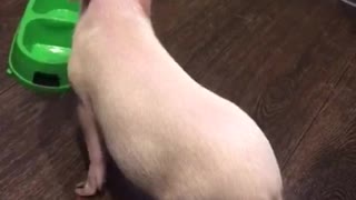 Mini pig requests food