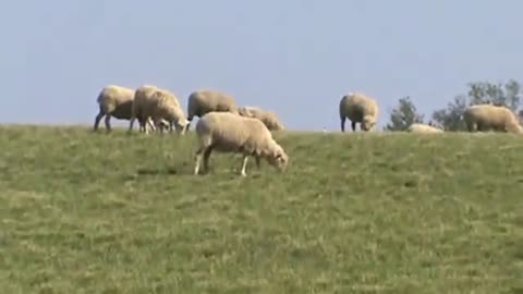 SHEEPS IN A FIELD