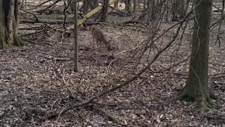 Walked up to this deer in my backyard