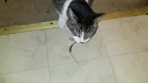 Cat chasing a blade of grass