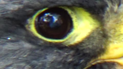 Falcon close up