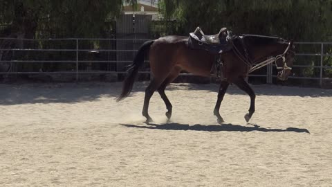 Tara Teen yr old Ahkal-Teke Mare Side Rein Setup and Turnout plus Bridle Setup