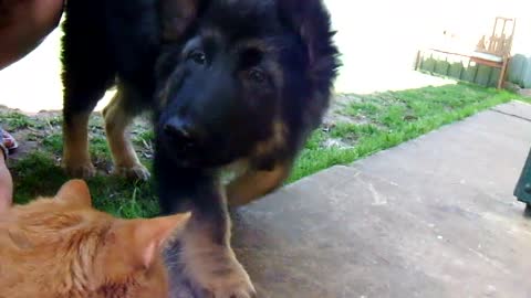 German Shepard Titan meets 1st Cat (loud barking)