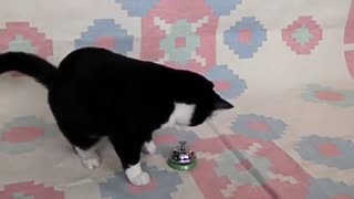 AVI Cat Performs Dinging Bell Trick Rings and Dings Bell For Treats