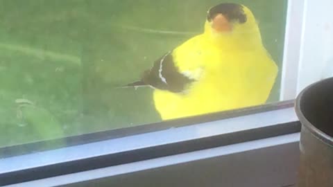 Uppity goldfinch