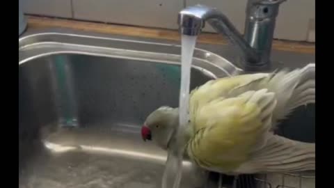 cooling off 🦜❤️