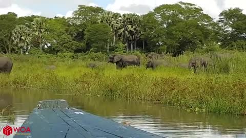 Amazing Elephant Save Baby Elephant From Crocodile Hunting / Animals Hunting Fail