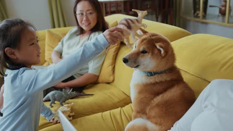 A little girl playing with Akita Dog!