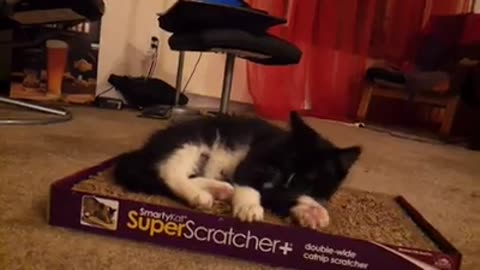 Adorable Cat loves superscratcher