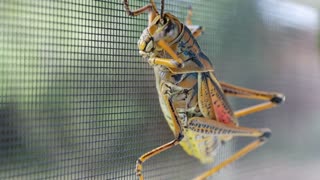 Beautiful up-close footage of friendly grasshopper