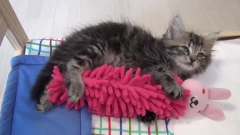 Adorable kitty loves to fall asleep with his toy