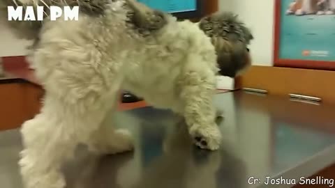 Funny Dogs Reaction To Vet 😆 You ll LAUGH more than you should!