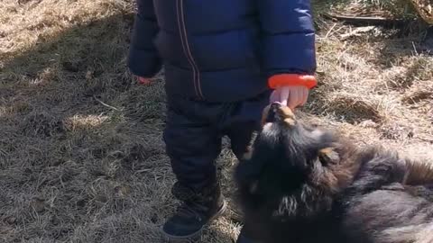 A Litle boy playing with small dogs