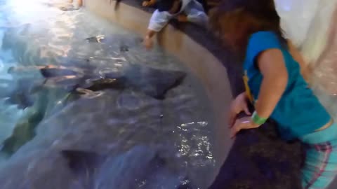 Over-Excited Little Girl Falls Into The Stingray Pool
