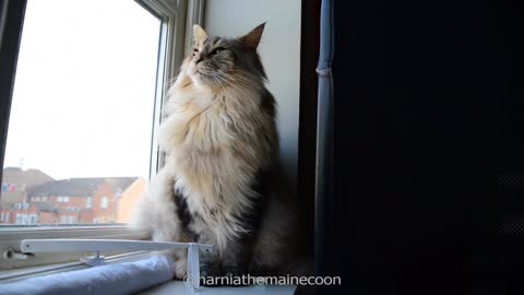 Majestic Maine Coon cat enjoys the breeze with her mane