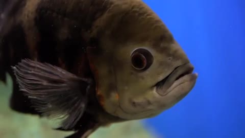 Close Up Of A Fish In A Aquarium