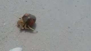 Hermit Crab GANGS run the beach !