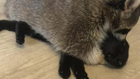 Raccoon And Cat Make A Cute Pair