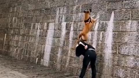 Dogs That Fly - Malinois & Alsatian Dogs Show Their Jumping Agility