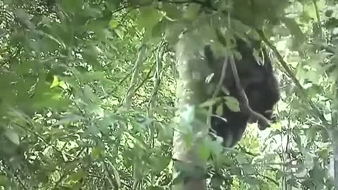 National Geographic - Chimpanzees