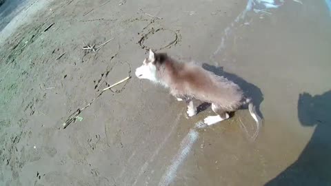 The puppy of the husky bathes in the river