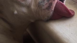 White dog asleep next to window tongue out