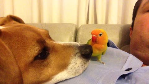 Curious dog sniffs out parrot friend