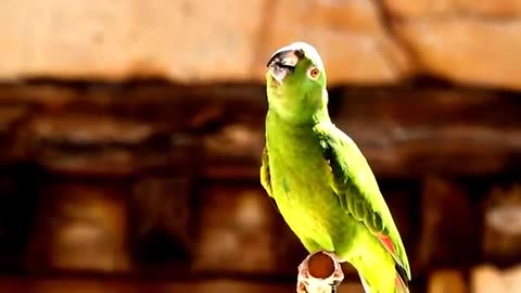 Beautiful parrot talking and Laughing