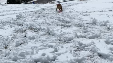 Adventurous puppy loves sledding on her frisbee