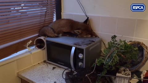 Fox in the kitchen