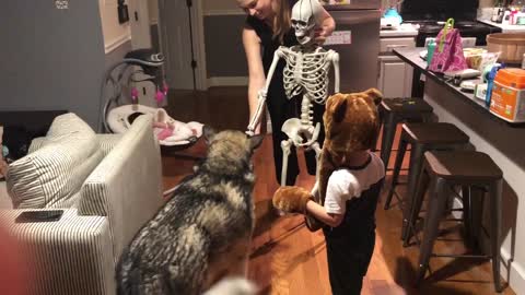 Good Doggy Obeys Halloween Skeleton's Commands