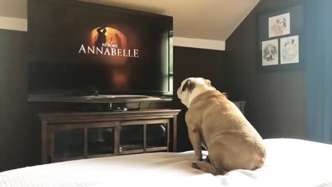 Big bulldog's reaction on Nun trailer