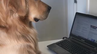 Dog Doesn't Want to Work