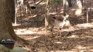 Antlers are growing