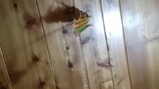 Conures Climbing