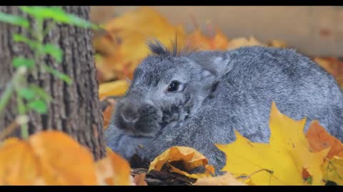 French Lop is a breed of domestic rabbit developed in France