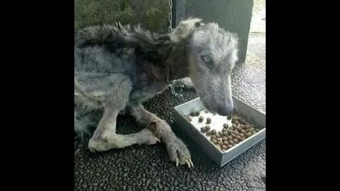 Amazing transformation of a dog that has been abandoned by its owner