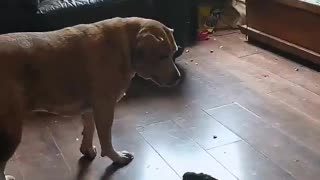 Bird Shows Dog Whose Boss