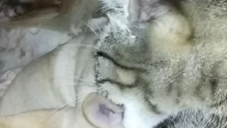caring cat licks dog very funny video