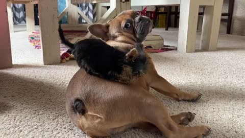 Tiny Yorkie playing with Frenchie