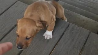 Brown puppy dog at top of stairs crying