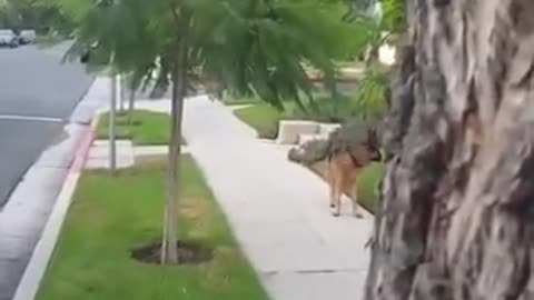 German Shepperd realizes owner gone