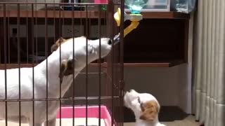 Jack Russell & puppy humorously fight over water dispenser